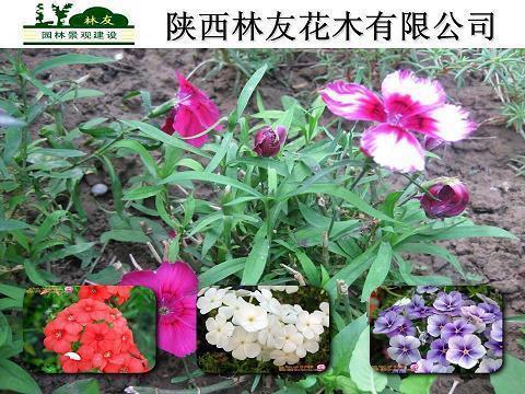 在外拉稀打一成语