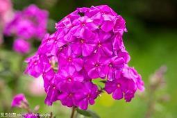 听花开有声