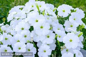 凤仙花