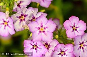 会变脸的木芙蓉