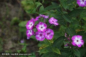 朝新暮敝成语接龙游戏