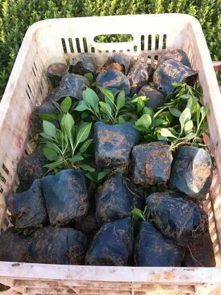 款款而谈成语接龙游戏