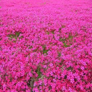 家乡的山泉