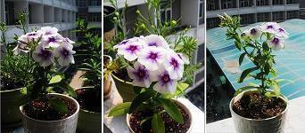 沆瀣一气成语接龙游戏