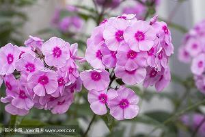 牛仔打一成语