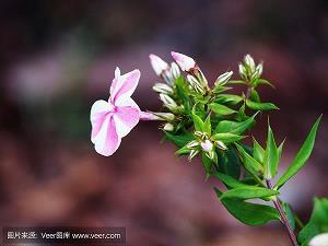 学科_高中生作文,高二作文_黄荣瑛完美作文