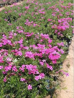 刺激的中秋节