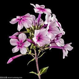“嘟嘟”“希希”“可可”偶遇记_小学生作文,四年级作文,四年级叙事作文_冯军华完美作文