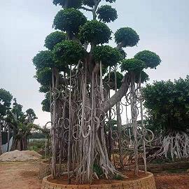 八年级窗外写景作文