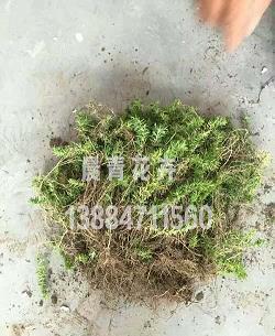 迎刃而解造句-用迎刃而解怎么造句