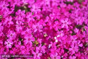 断然措施成语接龙游戏