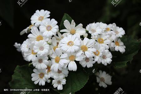 鹍鹏得志成语接龙游戏