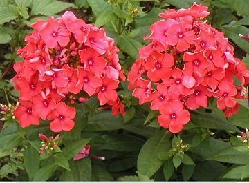 去青秀山看桃花