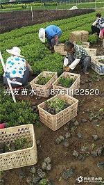侨声赞歌