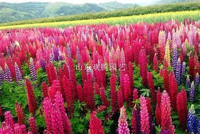 一身两任成语接龙游戏