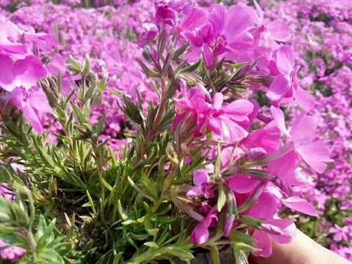 芝兰玉树成语接龙游戏