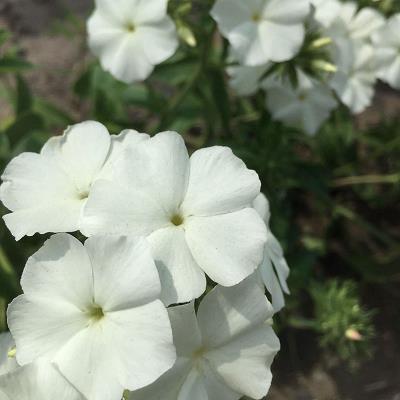 待到重阳日，还来就菊花打一成语