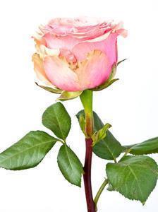 中秋节