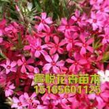 含苞欲放造句-用含苞欲放怎么造句