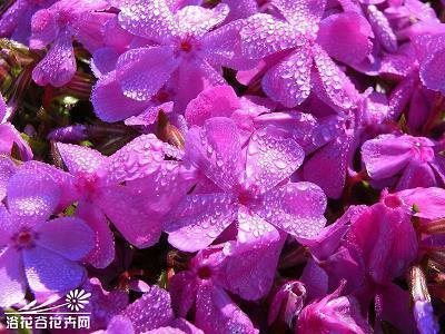 我_小学生作文,三年级作文,三年级写景作文_余杭一小 HZY完美作文