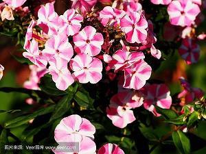 耳闻目览成语接龙游戏