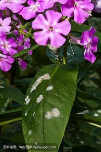 夏日的荷花