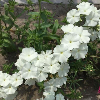 撮科打哄成语接龙游戏