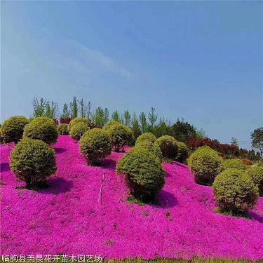 暗度金针成语接龙游戏