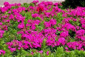 今日三，明日四打一成语