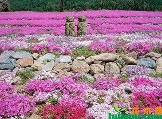 拖紫垂青成语接龙游戏