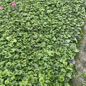 鼻孔撩天成语接龙游戏