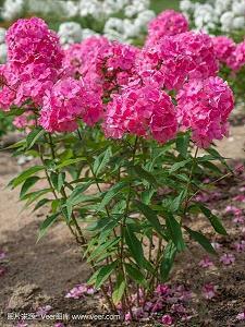 万丈光芒成语接龙游戏