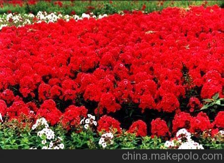岁月轻狂
