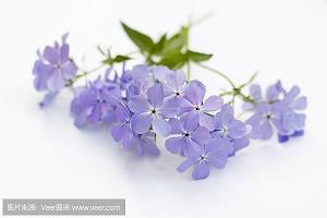 同床共枕成语接龙游戏