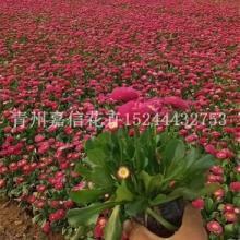 我学会了洗红领巾