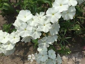 眦裂发指成语接龙游戏