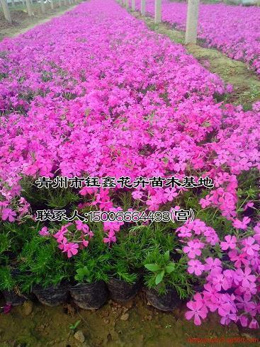 说长说短成语接龙游戏