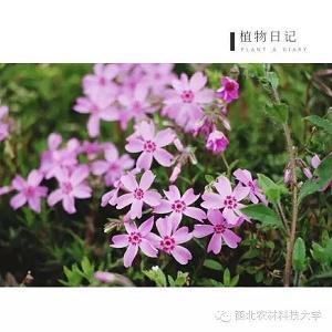 打落水狗造句-用打落水狗怎么造句