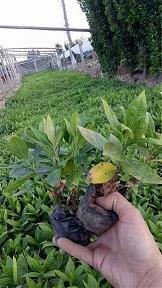 挂肚牵心成语接龙游戏