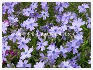 夏