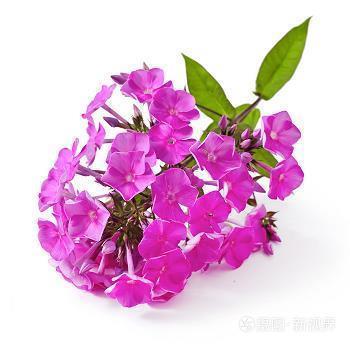 心慌意急成语接龙游戏