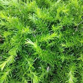 居心不良造句-用居心不良怎么造句