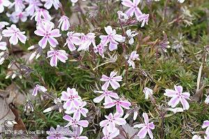 钻坚仰高成语接龙游戏