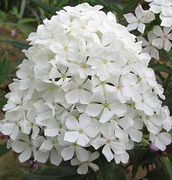 保护小树