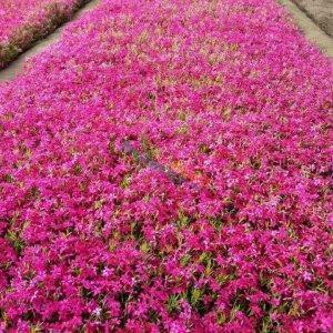 矢如雨集成语接龙游戏