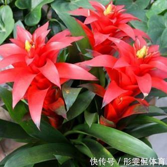 丑小鸭变成白天鹅后…