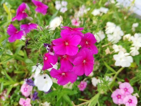 冬季里流转的恋歌
